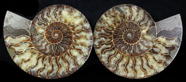 Cut & Polished Ammonite Fossil - Agatized #37887